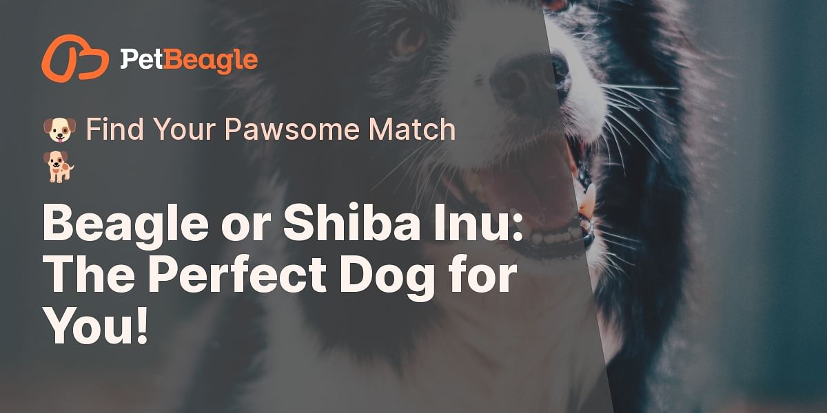 Beagle vs Shiba Inu: Which is the Right Fit for You? | Pet Beagle