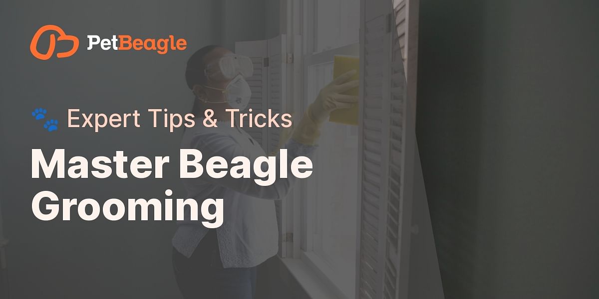 The Ultimate Beagle Grooming Guide Tips for a WellGroomed Beagle