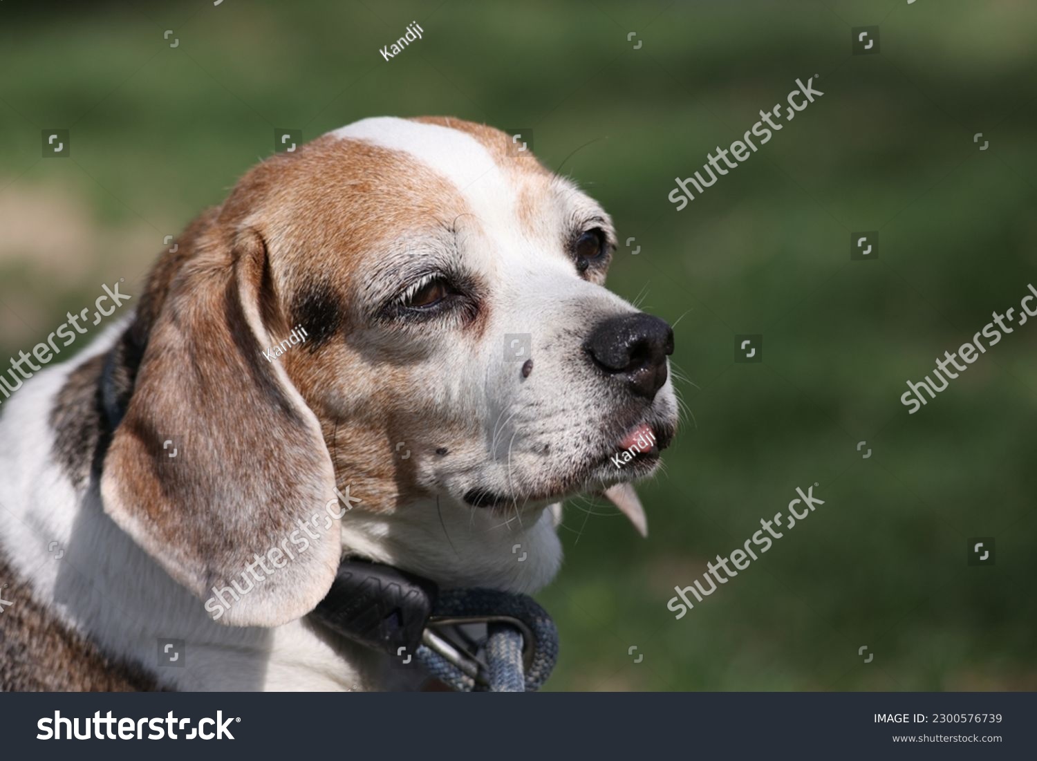 Elderly Beagle joyfully living its life