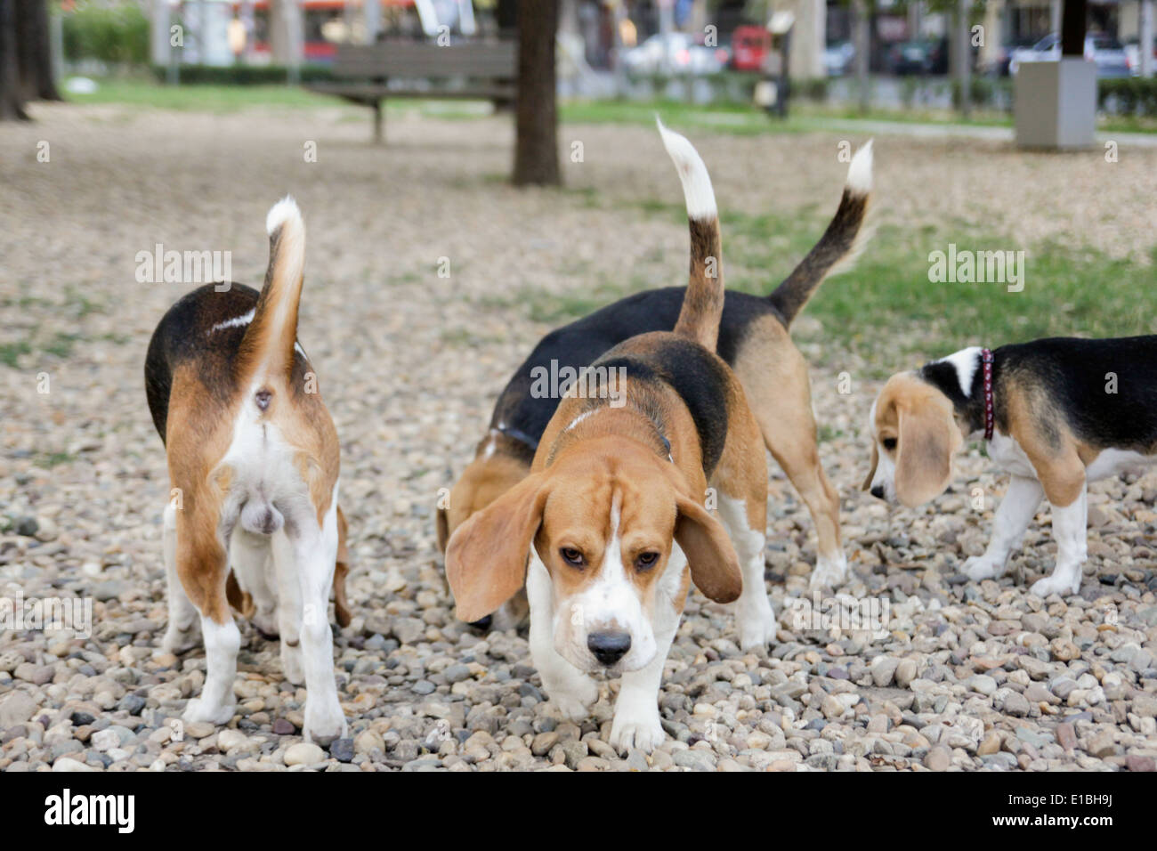 Joyful Beagle playing in a park