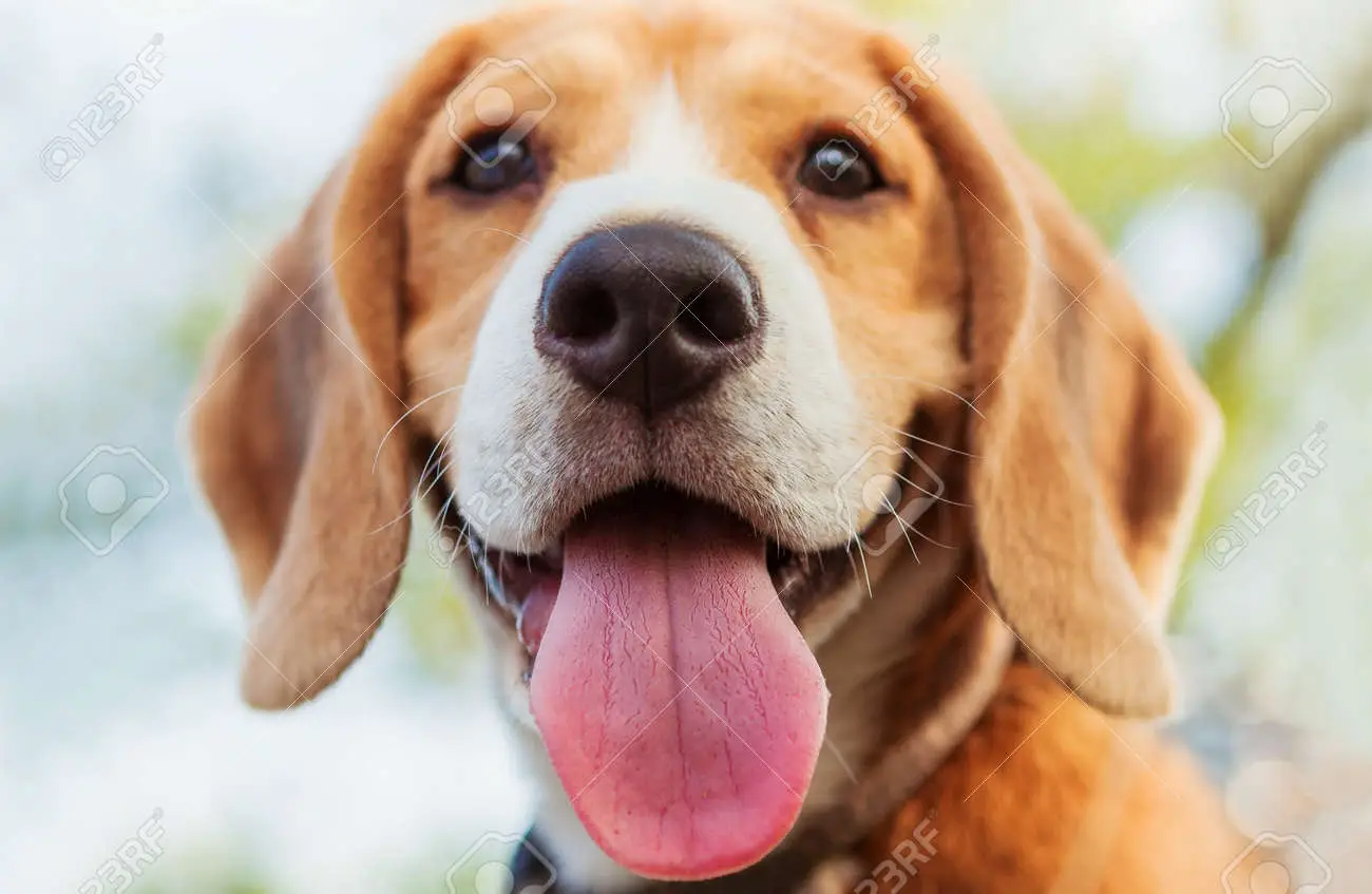 Close-up of a pure Beagle puppy featuring its distinctive hound-like appearance, tricolor coat, and expressive eyes