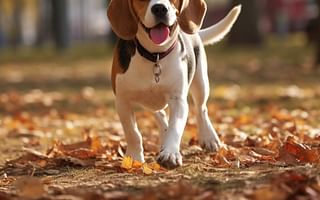 How cool are beagles?
