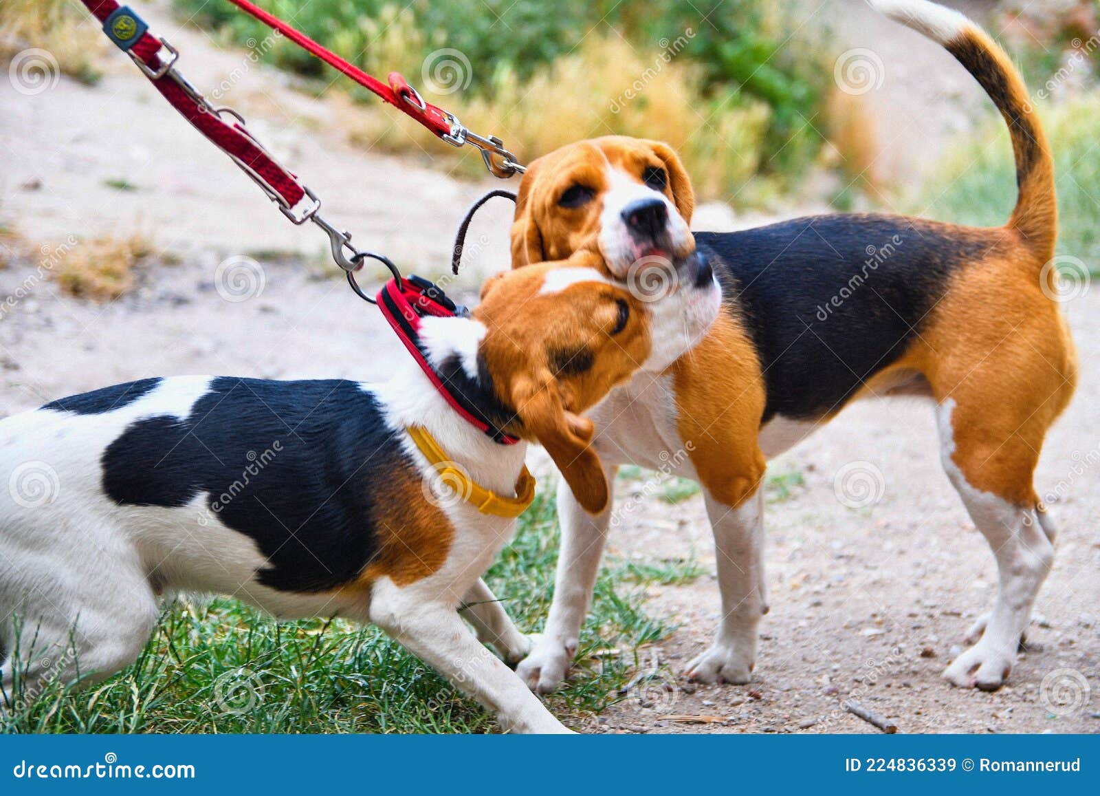 Happy Beagle dog playing outdoors