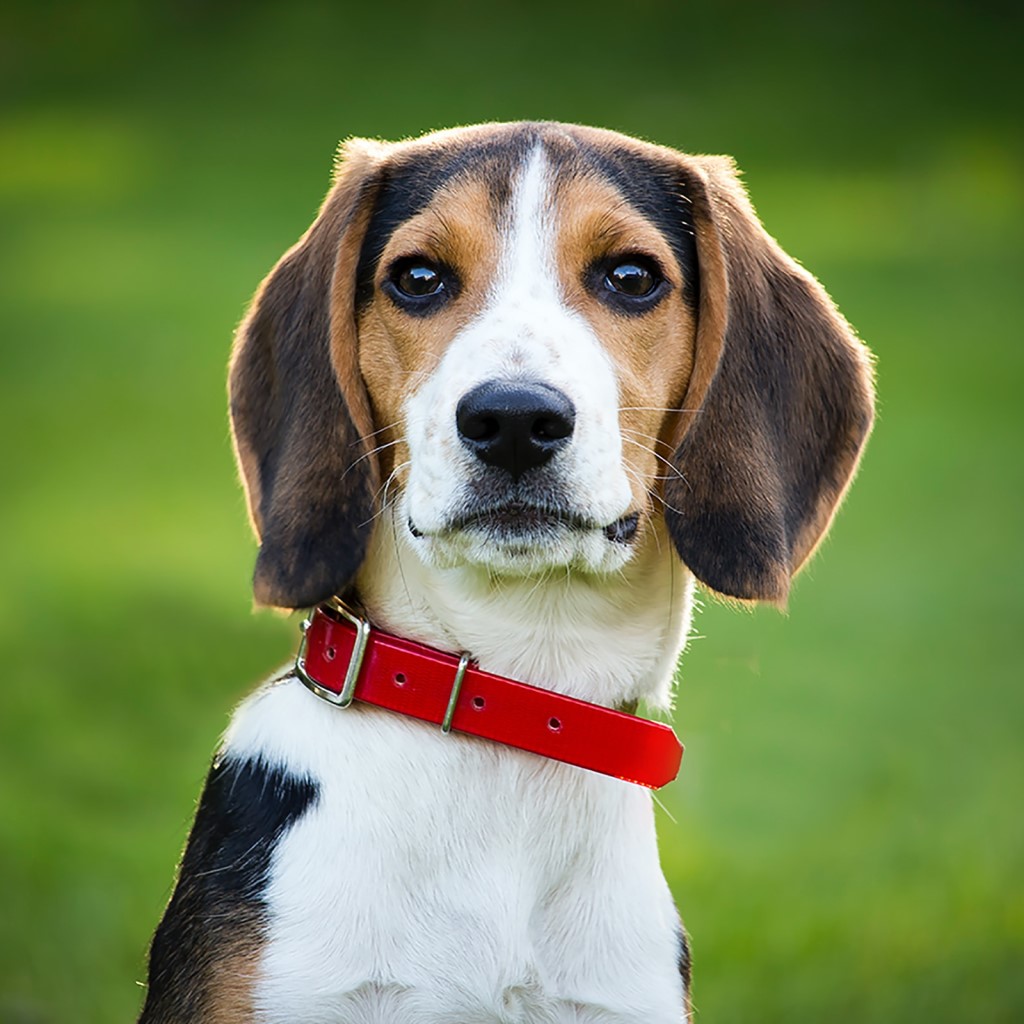 Adorable Beagle dog showcasing its physical features