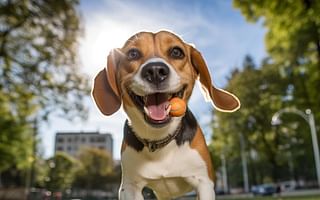 What are some effective strategies to help a Beagle maintain a healthy weight and stay active?