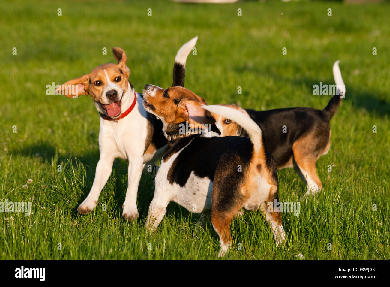 Energetic Beagle dog playing in a park