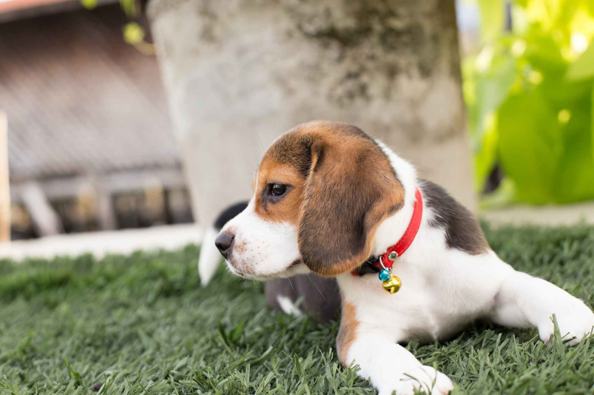A 95% purebred Beagle dog showcasing its distinctive tricolor coat