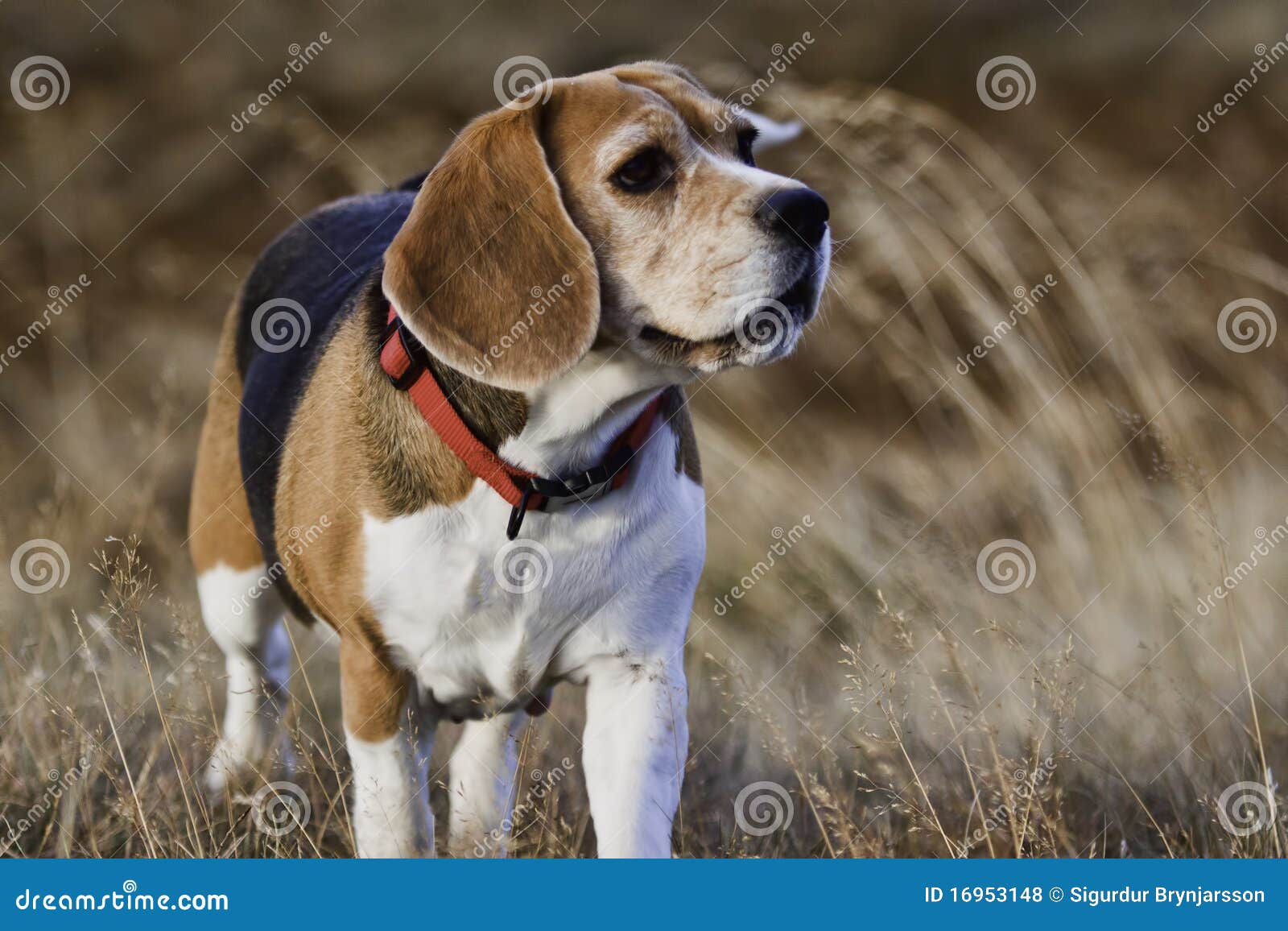 Happy senior Beagle dog enjoying outdoor activities