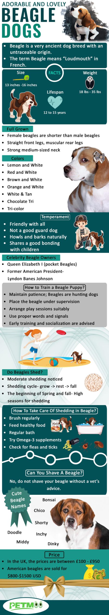 Infographic comparing the lifespan and health issues of Beagle and the other breed