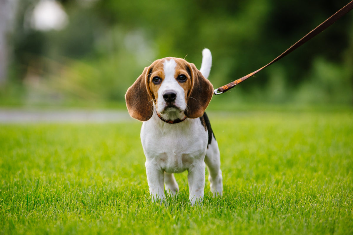Infographic showing the hair growth cycle of a Beagle dog